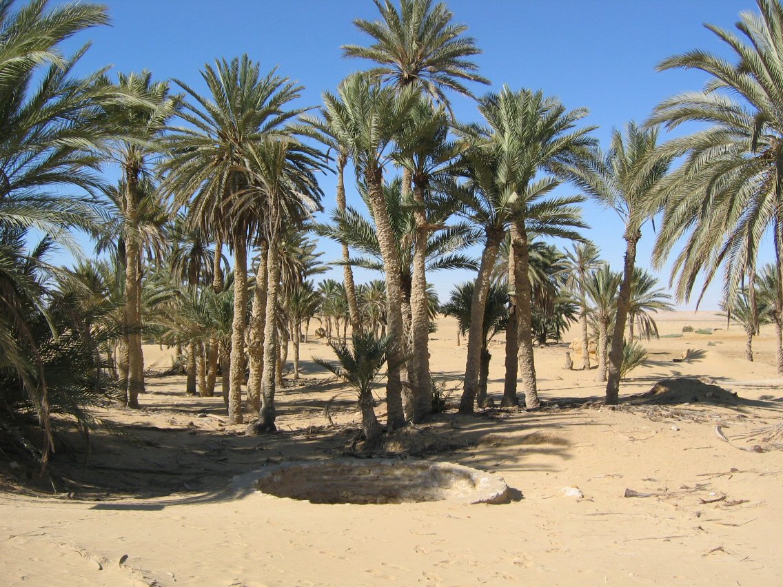 Финики в египте. Финиковые пальмы в Египте. Финиковая Пальма в Африке. Финиковая Пальма эрг-шебби. Финиковая Пальма в пустыне.